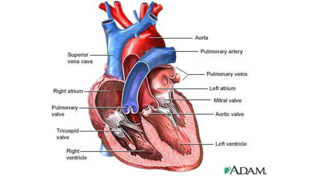 Heart valve replacement